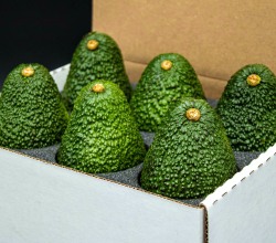 Hass Avocado