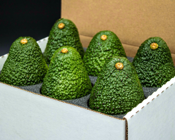 Hass Avocado