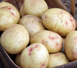 Irish / Round Potatoes