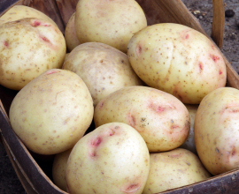 Irish / Round Potatoes