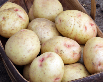 Irish / Round Potatoes