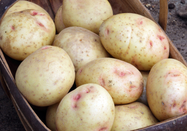 Irish / Round Potatoes