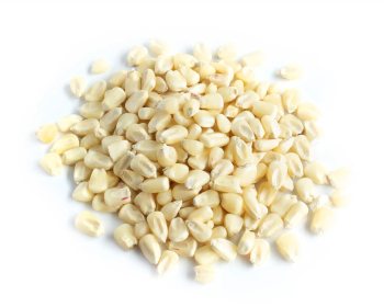 White Maize Grain
