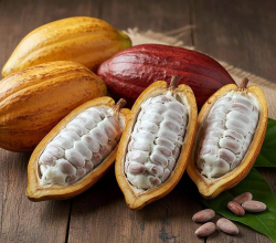 Cocoa Beans