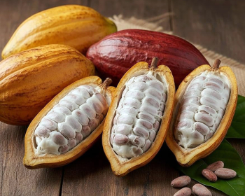 Cocoa Beans