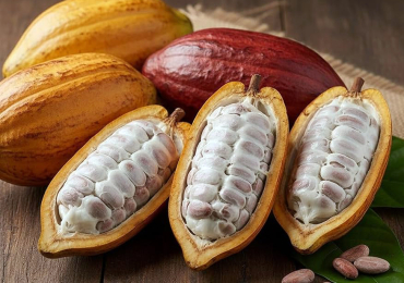 Cocoa Beans