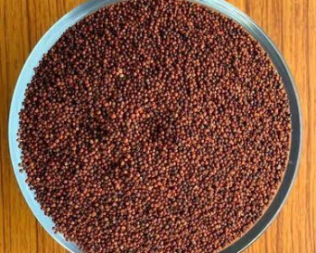Red Sorghum