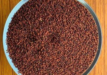 Red Sorghum